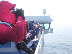 On the look out for whales and dolphins